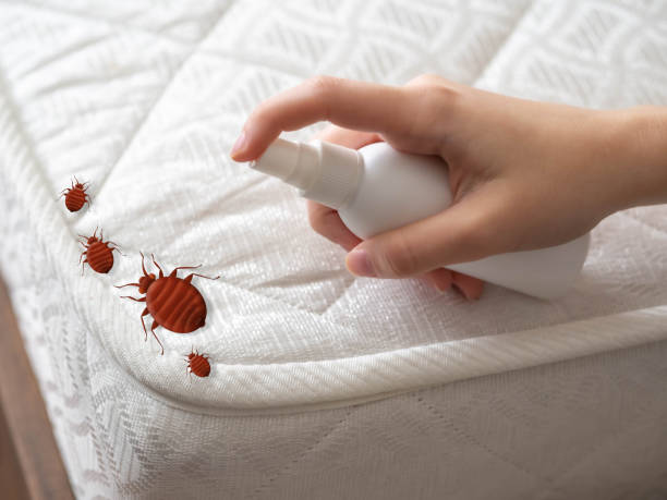 Reliable Stephens City, VA Pest Control Solutions